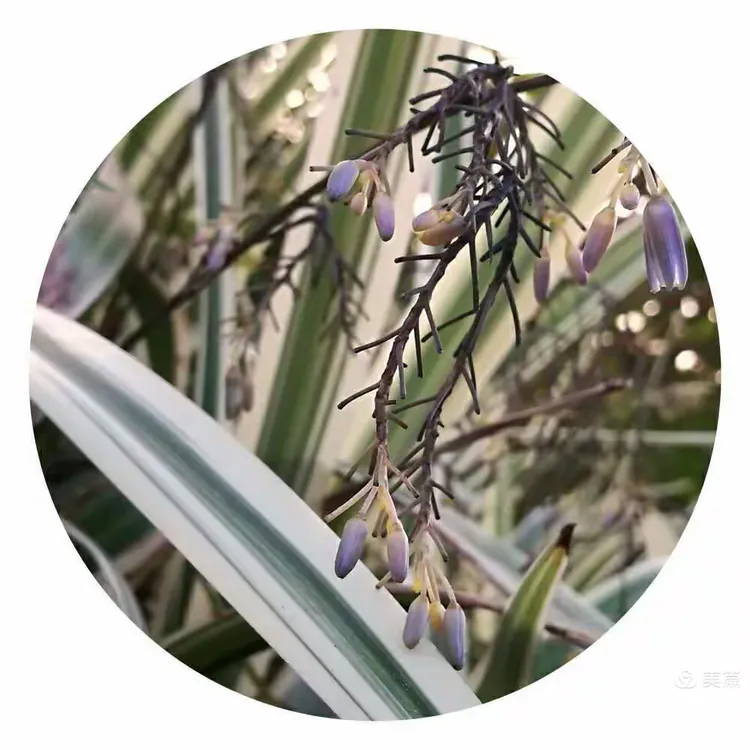 酷似吊兰的金线桔梗兰